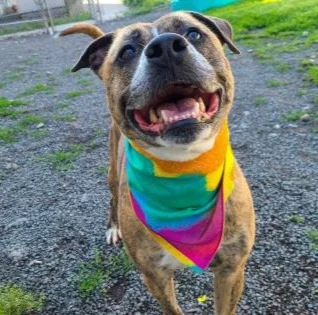 An animal pictured on the original True Friends About Us page