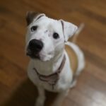 Bubba — photo 2