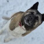 Harley — photo 1