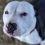 Bruno — photo 2