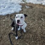 Bruno — photo 1