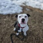 Bruno — photo 3