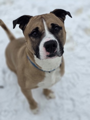 Bebe