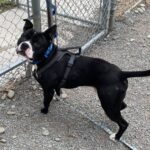 Rocky — photo 3