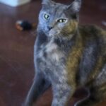 minnie — photo 2