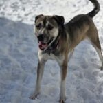 Xena — photo 2