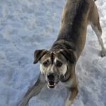 Xena — photo 1