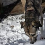 Xena — photo 3