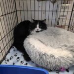 Fluffy — photo 2