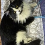 Fluffy — photo 1