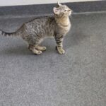 Cutie Pie — photo 2