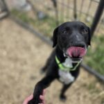 Remington — photo 2