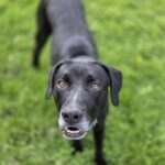 Remington — photo 1
