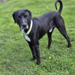 Remington — photo 3