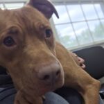 Nala — photo 2
