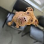 Nala — photo 1