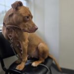 Nala — photo 3