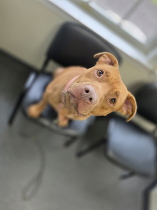 Nala