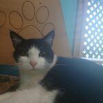 Cookie — photo 1