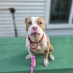 Molly — photo 2