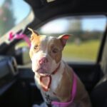 Molly — photo 1