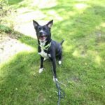 Susie Q — photo 1