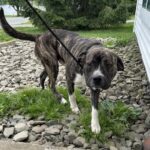 Goliath — photo 2