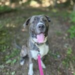 Goliath — photo 1
