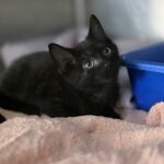 Pippa — photo 2