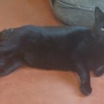 Beanz — photo 2
