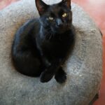 Beanz — photo 1