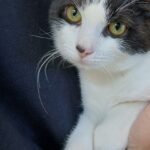 Oreo — photo 2